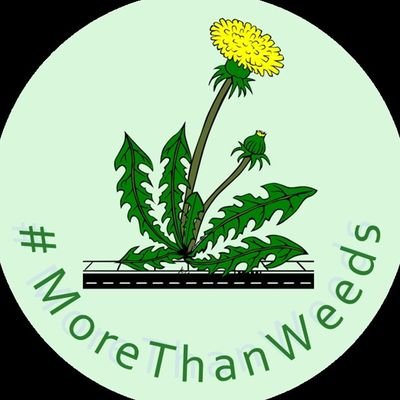 Weeds in your street? Embrace the wilderness...Give nature a chance! Tweet your finds at #MoreThanWeeds...(also @Sleguil -  Support https://t.co/7JSTs3CHwJ🌱)