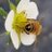 はちブン🐝はちみつお兄さんのアイコン