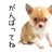 ちびわんこのアイコン