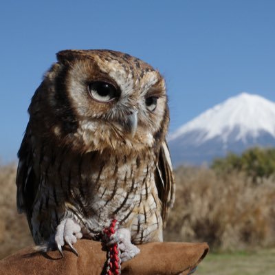 Tsubasa0_0v's profile picture. 爬虫類など動物が好きです。スピックスコノハズクやクレス、ヒメハリテンレック、サラシノミカドヤモリ、ミツユビハコガメ等を飼っています。 あと、自転車(Brompton)とカメラ(FUJIFILM X-pro2、Nikon Zf、RICOH GRⅢ)が趣味です。御朱印集め、ポケモンGOもしています！ よろしくお願いします。