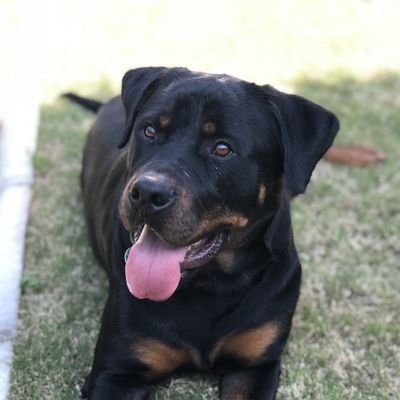 All you need is love...and a rottweiler