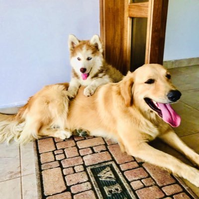 checho8hotmail1's profile picture. 