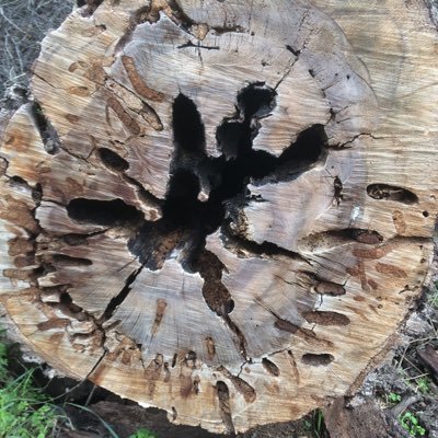 Nevzatcelik73's profile picture. 