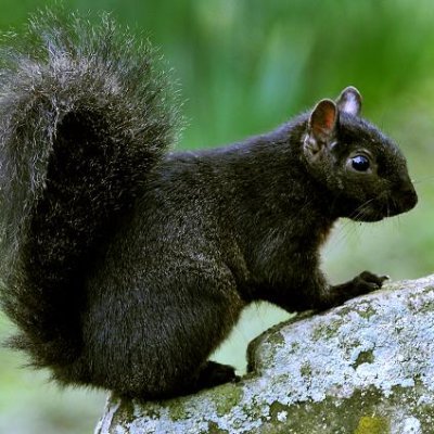 squirrel0ne Profile Picture