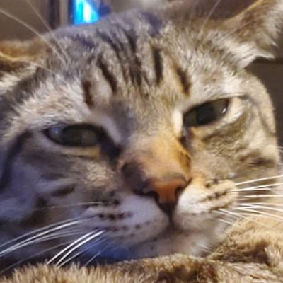 kabloo99's profile picture. A very anxious, lost, burned out grad student