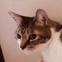 🍻🍺(՞ . .՞)੭ There will be an answer, let it be (@333gilbert) 's Twitter Profile