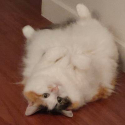 cenKさんのプロフィール画像