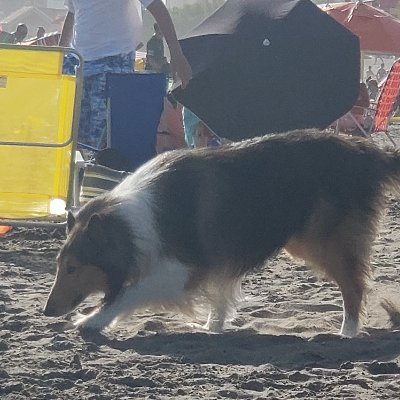 Un perrito collie con dinero