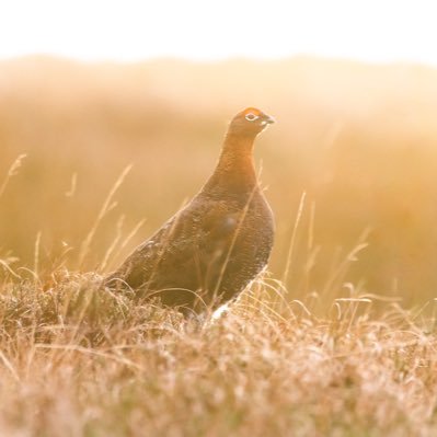 Wildlife Images.  Dog and Pet photography sessions available, check out my Facebook page; https://t.co/J6ozGtfIby