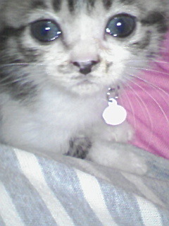 coicha4526's profile picture. 哺乳類のオス2、メス3と同居中(内訳…人間２・猫3)