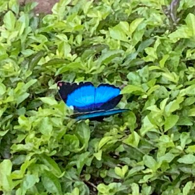 amit_sanskaar's profile picture. 