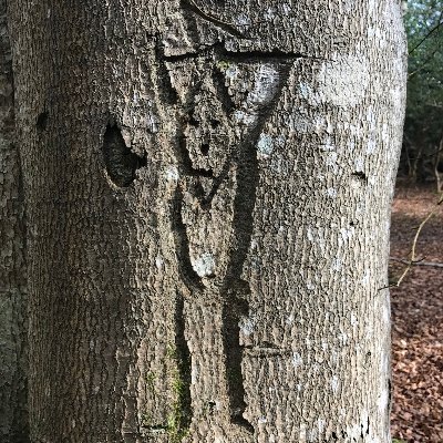 Tweets from the New Forest National Park Authority's Historic Environment team