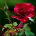 Hasan ali Al.iraqi (@bio86hiraq) Twitter profile photo Hasan ali Al.iraqi (@bio86hiraq) Twitter profile photo