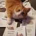 All Paws Rescue (@all_paws_rescue) Twitter profile photo All Paws Rescue (@all_paws_rescue) Twitter profile photo