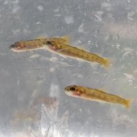 Salmon School (@salmonschool) 's Twitter Profile