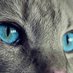 Bea M 😺🐈🐈⬛ (@gorilein) Twitter profile photo Bea M 😺🐈🐈⬛ (@gorilein) Twitter profile photo