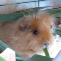 CaviaBende Almere (@caviabendealmer) 's Twitter Profile Photo