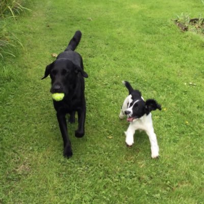 Lady Labrador pensioner (OTRB), handsome zombie chasing Labrador (OTRB) and Springer Spaniel girl - we are Devon dogs and live by the coast with Humum and Hudad