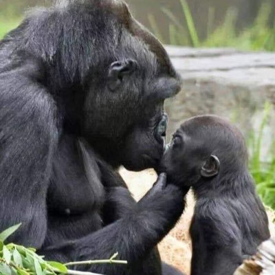 Adjeiromeo4's profile picture. 