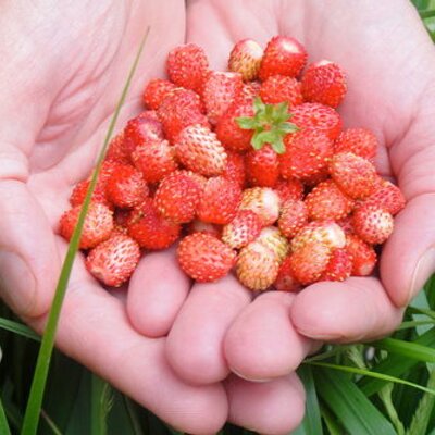 fraises des bois on twitter petit documentaire en anglais sur le theem le sucre est il toxique noooooon http t co zaxcoork