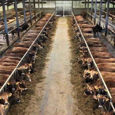 glencairnjersey's profile picture. New pedigree Jersey herd based in Ayrshire supplying Graham’s Dairy. We’re all Danish, still trying to learn the local accent!