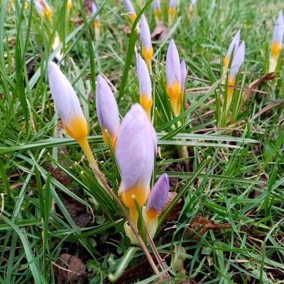 FoFirthPark's profile picture. Friends of Firth Park are a group of local people who want to make the park an even friendlier and safer place for the all the local community to enjoy!