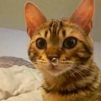 tominoski (@tominoski) 's Twitter Profile Photo tominoski (@tominoski) 's Twitter Profile Photo