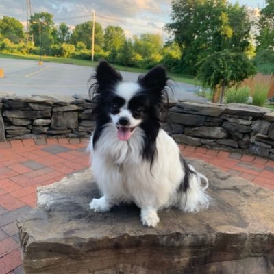 Fitness & Wellness NHL Classic Rock Rock/Alt General News Movies Proud momma to agility loving Papillon & couch loving Cavalier King Charles Spaniel