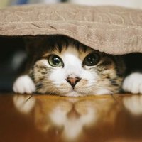 穏やかに(^-^) (@feel_calm_feel) 's Twitter Profile
