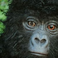 Goy Beorge, Director of APEPAC™️ (@gorillarobotspy) 's Twitter Profile
