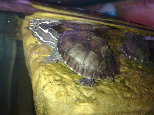 knaphillshop's profile picture. we are a fish /reptile shop in Knaphill we also sell a small selection of fishing equiptment
http://t.co/rmw8CgCOkq