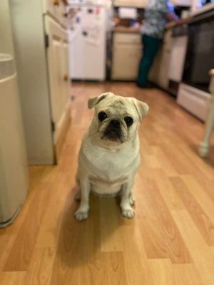 Hello friends! I'm Sadie, a 1 year old white pug! I love my humans, snuggles, lettuce and hard-boiled eggs. Instagram- @sadiejanethepug