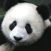 Panda (@etiennejuneau) Twitter profile photo Panda (@etiennejuneau) Twitter profile photo