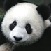 Panda (@EtienneJuneau) Twitter profile photo