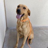 Clint HS Pet of the Week (@clinthspets) 's Twitter Profile