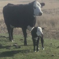 Bovine Thots With Poppin Twats(@TheDailyCowman) 's Twitter Profile Photo