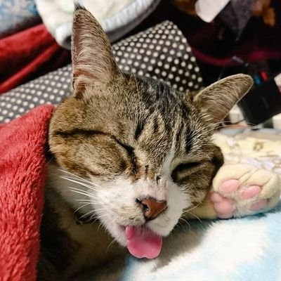 shiba1023nyaro's profile picture. 柴犬がめっちゃ好きで飼いたいけど飼えないジレンマに苦しんでいた男。しかし、何故か猫を保護して毎日癒され中。

牛歩より遅いペースでプラモ作ってたけど、不調のためお休み中。
仮面ライダーも出戻りで見始めてハマっております。次は戦隊。マーベルもお勉強中。