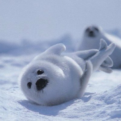 ccllzlh's profile picture. ウイスキー🥃 &日本酒🍶&料理🐟                     ❤️新政とみむろ杉❤️                                  ⚠️カスクストレングス必要