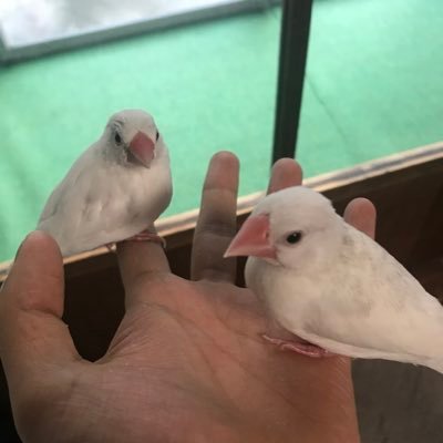 2019/12/15～文鳥さん（ぶんちゃん＆そらちゃん）を迎えました！ 皆さんによろしくお願いします！無言フォローすいません！ 気軽にフォローよろしくお願いします！もう少しでアカウント開設3年！