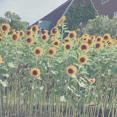 Yu_zuki_study's profile picture. 勉強垢 / 高2 / 文系 / 関西 / 目標は国公立大学の看護系 / 得意→地学 苦手→英語、数学 /  目指せクラス5位以内！ 進研ゼミ勢です！ 企業さんはフォローしてません💦勉強垢さんはフォローします！！