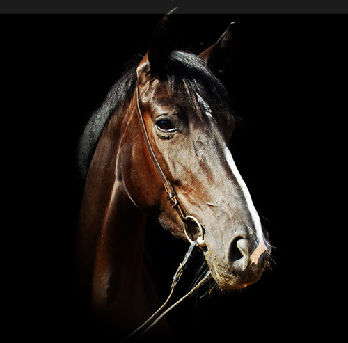 BayRanchLodge's profile picture. Bay Ranch Lodge and Equestrian Centre is a horse riding and boarding facility located in Bobcaygeon, in the heart of the Kawartha Lakes, Ontario.