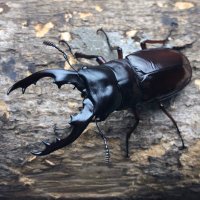 サクヤ (@sakuya_beetle) 's Twitter Profile