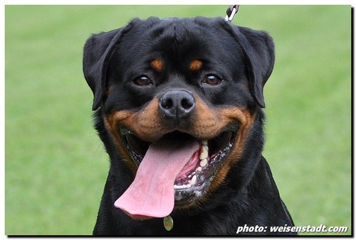Rottweiler breeder