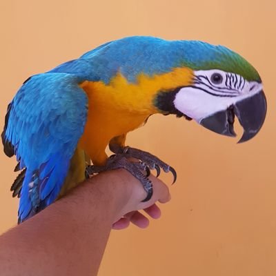 faith_hasan's profile picture. Ornitophile