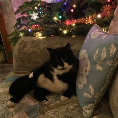 SOCIALIST, UBI, kitty lover, wanting, wishing for, and fighting for a green, sustainable, renewable, fair and equal society for all, PR now