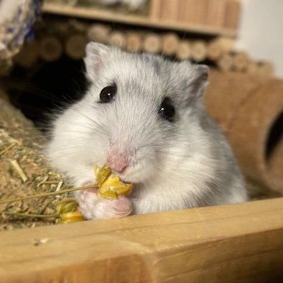 Pittiplatschi's profile picture. 