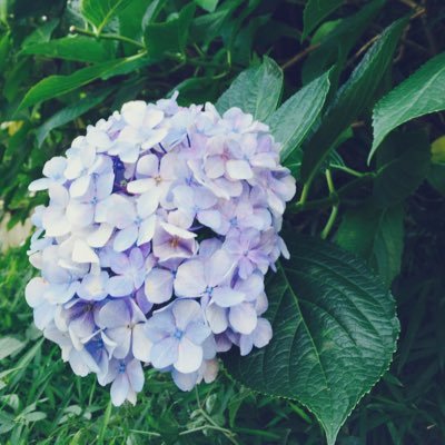 npmc0k's profile picture. 未知の世界🌹に突入 アイドルはアイマスで履修した為3次元に耐性がない 常に強めの幻覚を見ている