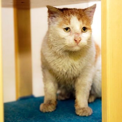 Merhabalar, ben Toros. Antalya Büyükşehir Belediyesi’nde yaşıyorum. 🐈