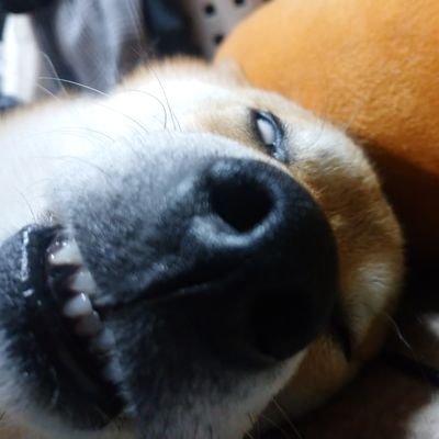 masurinさんのプロフィール画像
