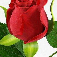 غول بشير (@l0pdydrflgsgqgo) 's Twitter Profile